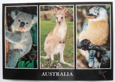 474 Australia - koala, kangur, kokabura