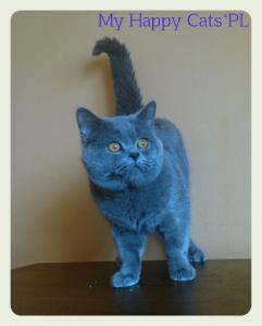 koty, kocięta brytyjskie, niebieskie, liliowe - 5648848675 - oficjalne  archiwum Allegro