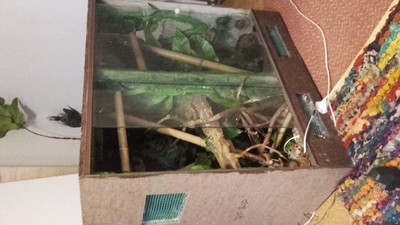 podwojne terrarium agama wąż kameleon