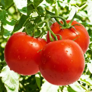 Pomidor 'KRAKUS' sadzonki w doniczkach, POZNAŃ