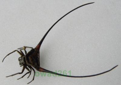 Gasteracantha arcuata pająk Tajlandia2