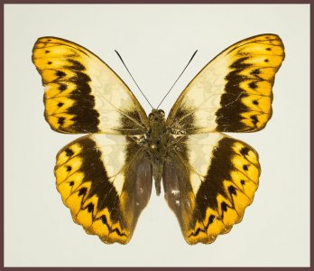 Motyl w gablotce Cymothoe herminia