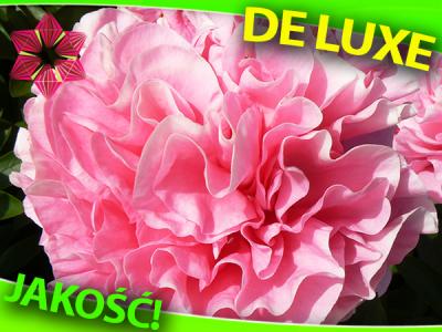 PEONY PIWONIA Carnation Bouquet #GRATIS #EXCLUSIVE