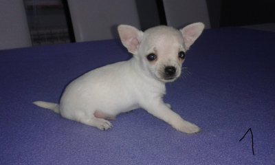 Chihuahua miniaturka krótkowłosa niebieska i białe