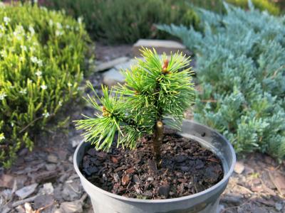Pinus mugo Kopienica - Rarytas !!!