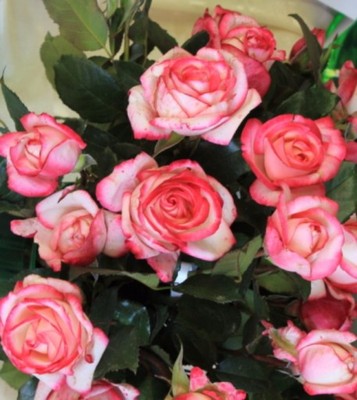 Róże, Róża biało - kremowa z różową obwódką Nr 23 - 6589687699 - oficjalne  archiwum Allegro
