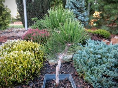 Pinus leucodermis Zwerg Schneverdingen- UNIKAT