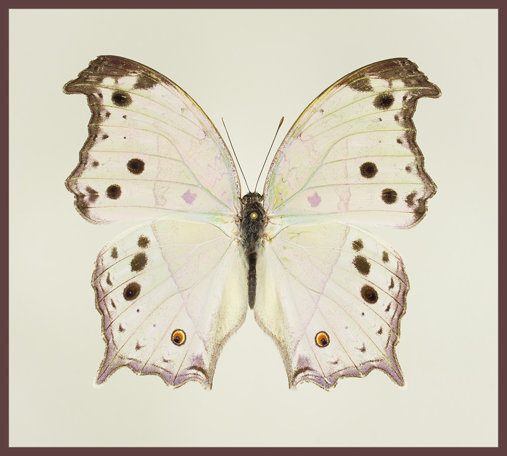 Motyl w gablotce Salamis parhassus