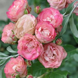 róża francuska ACROPOLIS (Meicrado) - 6312684557 - oficjalne archiwum  Allegro