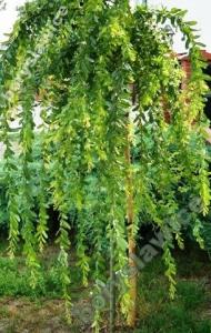 Wierzba całolistna 'Pendula' wysokość roślin 140cm