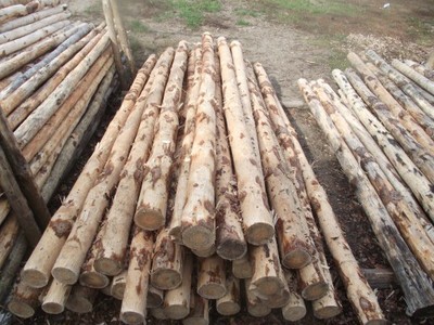 Słupki ogrodzeniowe drewniane,do siatki,pale 2,5m - 6728319112 - oficjalne  archiwum Allegro