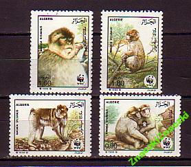 małpy WWF - Algieria
