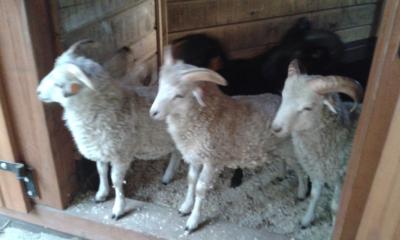 owce owieczki miniaturowe Quessant - 5743977182 - oficjalne archiwum Allegro