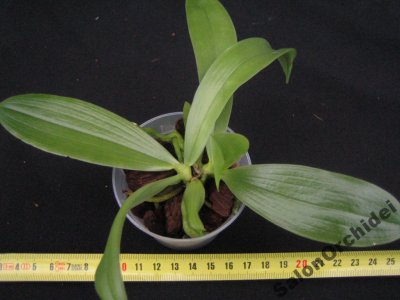 ORCHIDEA Phalaenopsis Sus Bellicosa