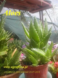 Aloes Aloe MitriformisC1 h/5-15cm