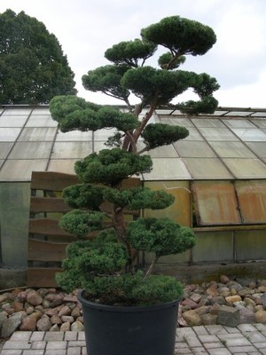 Bonsai Ogrody japońskie Jałowiec  Juniperus