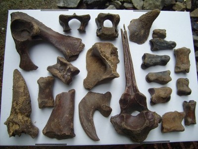 Kości zwierząt pleistoceńskich 2