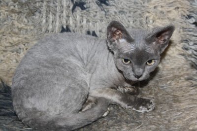 Devon Rex koteczka niebieska