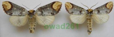 Phalera bucephala Narożnica zbrojówka parka2