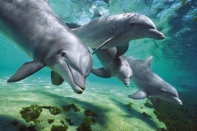 Delfiny (pod wodą) - plakat, plakaty 91,5x61 cm