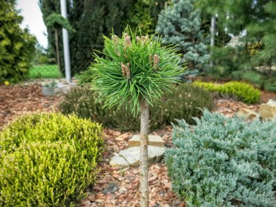 Pinus mugo 'Fischleinboden' - Piękny !!! - 6112117858 - oficjalne archiwum  Allegro