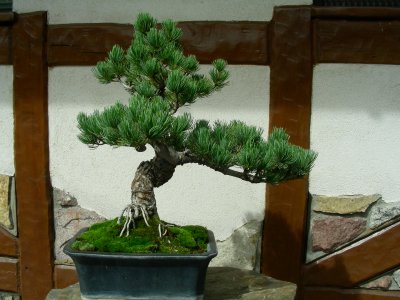 Bonsai Sosna Iglak Pinus Ogród Japoński