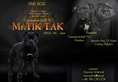 Staffordshire Bull Terrier - reproduktor ZKwP FCI - 6557325955 - oficjalne  archiwum Allegro