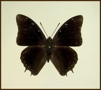Motyl w gablotce Charaxes etheocles