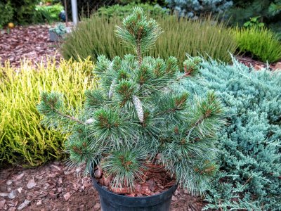 Pinus strobus 'Krugers Lilliput'  - Duża roślina !
