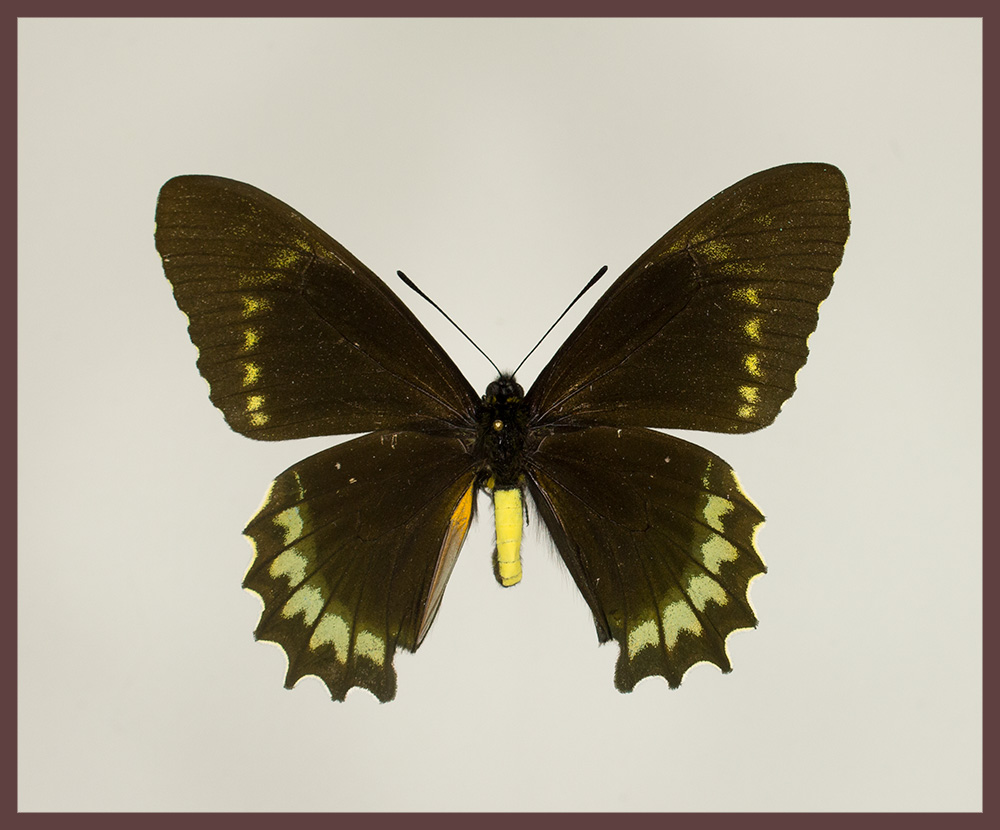 Motyl w gablotce Battus madyes plinius