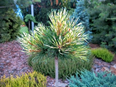 Pinus mugo 'Sunshine'  - sztama 40 cm !!!