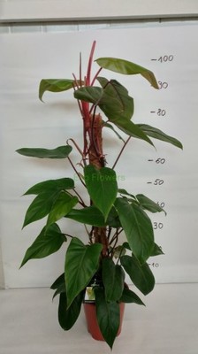 Philodendron wys. 100 cm