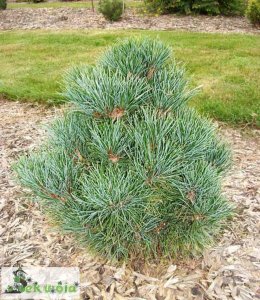 Sosna rumelijska 'Arnold Dwarf' Pinus peuce