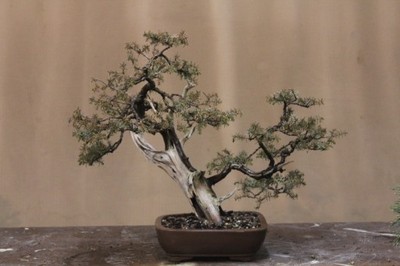 Drzewko bonsai zewnętrzne jałowiec communis 1