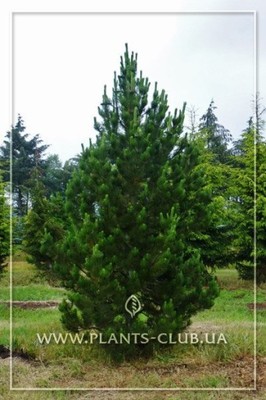 Pinus leucodermis 'Satelit' - Sosna bośniacka XL 4