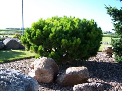 Pinus densiflora 'Globosa' - Sosna gęstokwiatowa