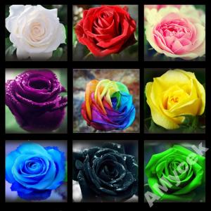 Róża różne kolory 50 sztuk nasion OKAZJA !!! - 5965099750 - oficjalne  archiwum Allegro