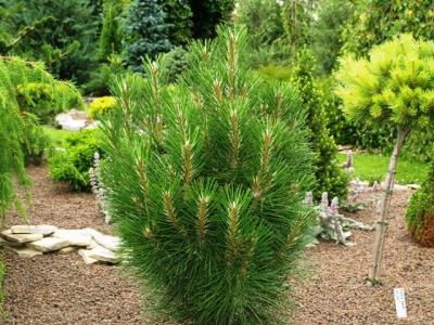 Pinus nigra 'Rondello' - Sosna czarna (2)