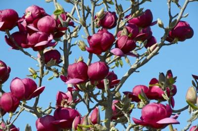 magnolia  Genie