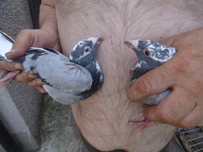 !!! gołębie staropolskie młode!!!