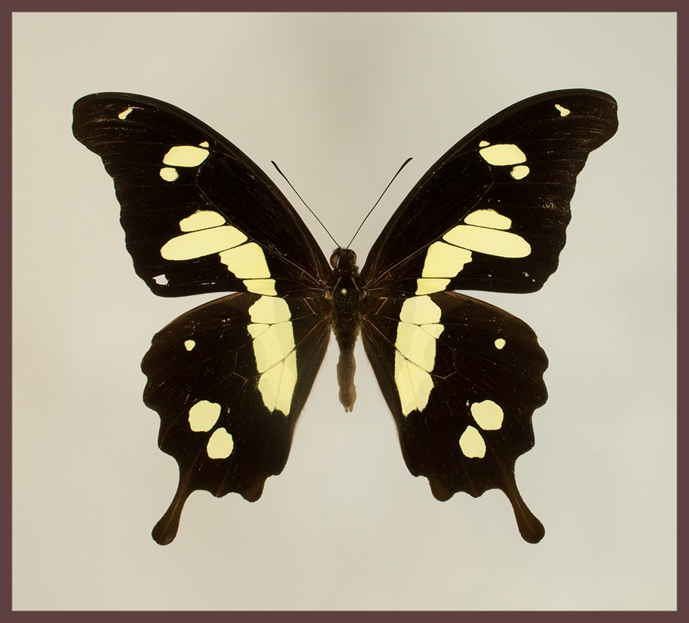 Motyl w gablotce Papilio hesperus