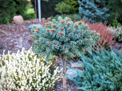 Picea abies Sonnenberg -  Rarytas !!!