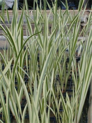 Tatarak zwyczajny - Variegata rośliny wodne
