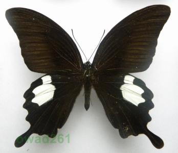 Papilio sataspes Indonezja 100mm