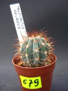 Kaktusy Melocactus azureus   nr679
