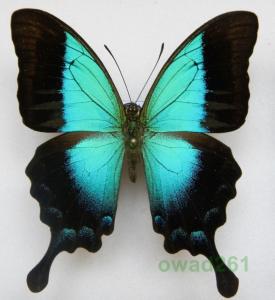 Papilio pericles Indonezja, Wetar 64mm