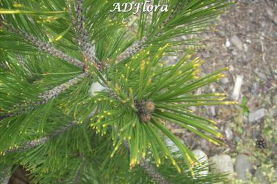 Pinus heldreichii AUREOSPICATA  Sosna bośniacka