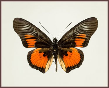Motyl w gablotce Pseudoacraea clarki  2