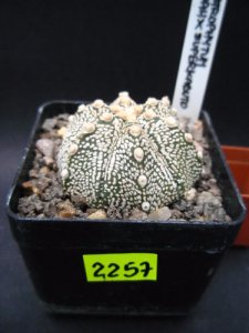 Kaktusy Astrophytum COAH X SUPER CABUTO  nr2257