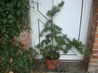 Pinus banksiana 'Uncle Foggy' - Sosna DZIWADŁO XL!